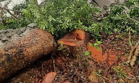 Cà Mau: Chặt 1 cây xà cừ bị phạt 20 triệu đồng, dân kiện Chủ tịch huyện ra tòa